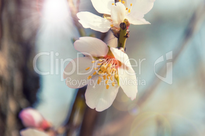 blossoming almonds with white flowers
