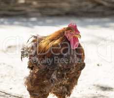 big brown cock on a summer day