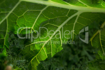 Close up of kale leaf