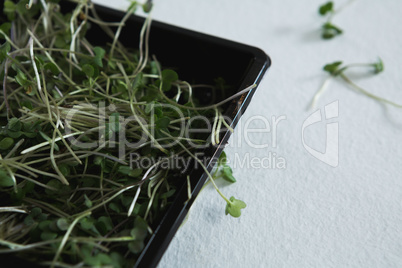 Fenugreek leaves in bowl