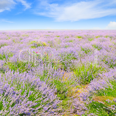 blooming lavender in field and blue sky