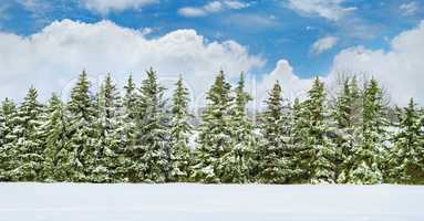 Beautiful winter landscape.Field covered with snow and spruce.