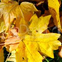 Autumn yellow leaves and ladybug on maple leaf.