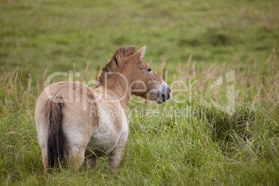 ein Przewalski Pferd