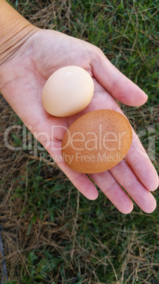 Female Hand Holding Two Different Sized Organic Eggs In Palm of