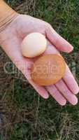 Female Hand Holding Two Different Sized Organic Eggs In Palm of