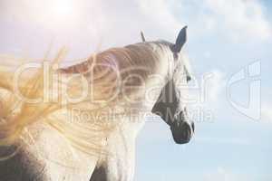 weisses Pferd im Sonnenlicht