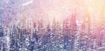 Snow covered pine trees in forest