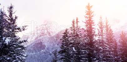 Snow covered trees and mountains