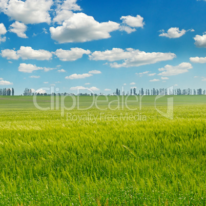 green field and blue sky