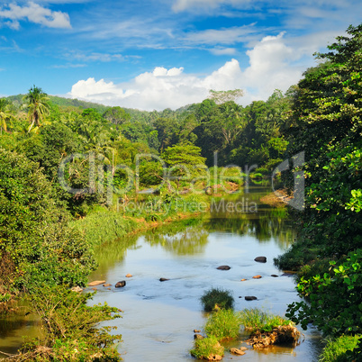 Tropical forest on banks of river