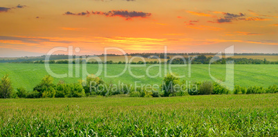 sunrise over the corn field