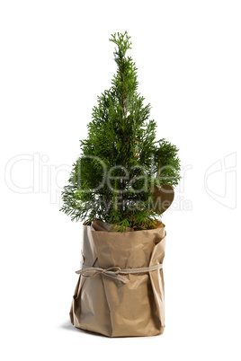 Christmas tree against white background