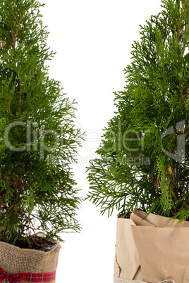 Christmas trees against white background