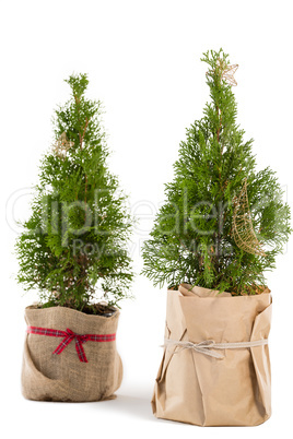 Christmas trees against white background