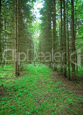 a cool summer morning in the Russian forest