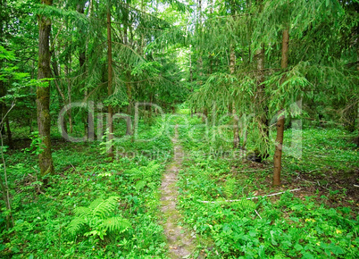 a cool summer morning in the Russian forest