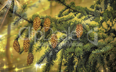 Spruce branch with cones covered with snow.