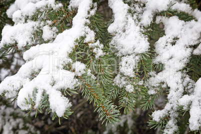 Spruce branch covered with snow. Reference picture.