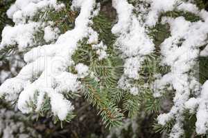 Spruce branch covered with snow. Reference picture.