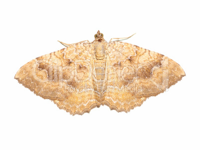 yellow shell moth insect animal isolated over white