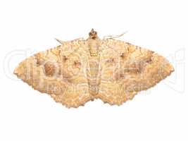 yellow shell moth insect animal isolated over white