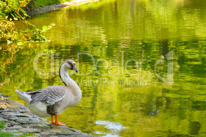 gray goose