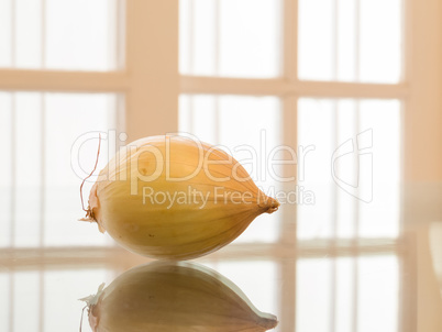 One whole onion reflected, with white background