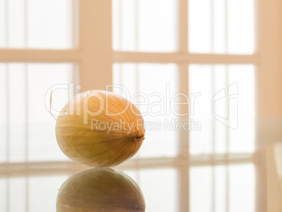 One whole onion reflected, with white background