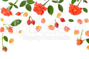 Pink roses isolated on white background. Flat lay, top view.