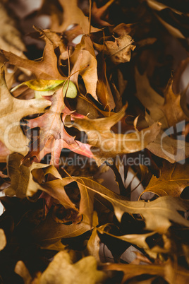 Fuul frame shot of leaves