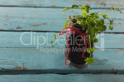 Coriander plant in jar