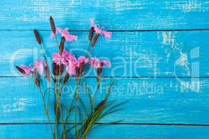 Bouquet of wild flowers carnation on the blue wooden surface