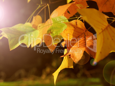 Golden leaves seasonal background