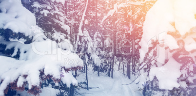 Scenic view of snow covered trees