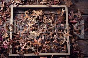 Frame and dry leaves on wooden plank