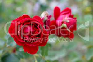 roses rouge