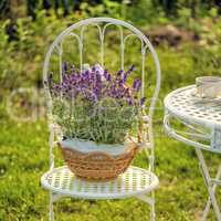 beauty and fresh lavender in the flower pot