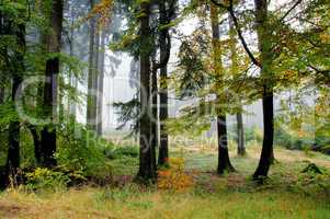 nebliger Herbstwald, Misty autumn forest