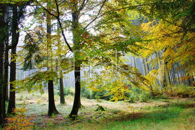 nebliger Herbstwald, Misty autumn forest