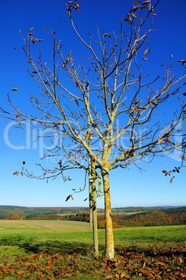 Walnussbaum, walnut tree