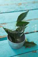 Curry leaves in bowl