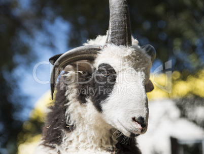 portrait of a ram with horns