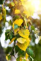 branch of a birch tree with yellow and green leaves