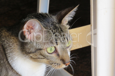 Gray tabby cat with green eyes on alert