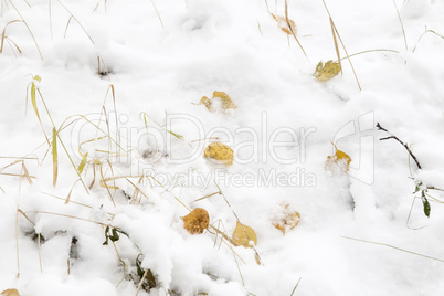 Background image: first snow. Reference picture.