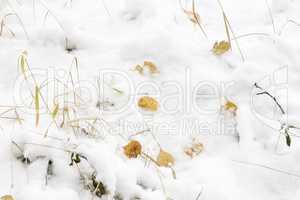 Background image: first snow. Reference picture.