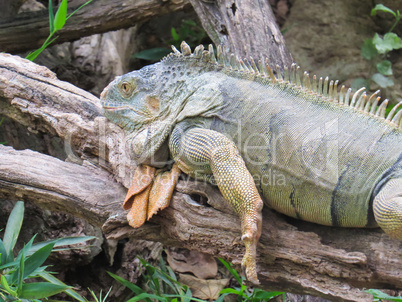 Iguana, lizard resting on trunk fallen in the shade
