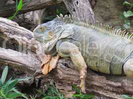Iguana, lizard resting on trunk fallen in the shade