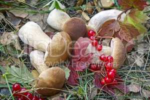 Mushrooms and wild berries in the meadow.